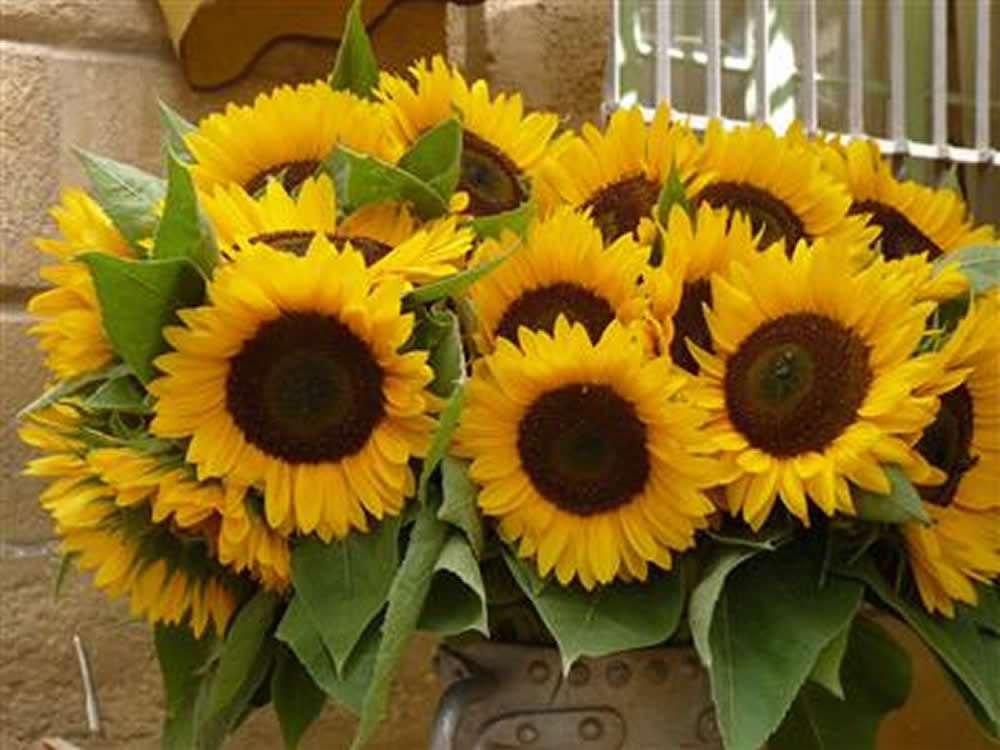 Sunflowers at the Aix en Provence market